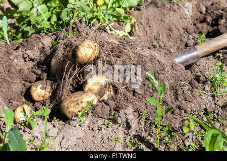 Digging potatoes with shovel on the field from soil. Potatoes harvesting in autumn Stock Photo