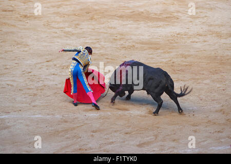 Spanish torero angers a bull during a bullfight in La Monumental arena on August, 2010 in Barcelona, Spain. Stock Photo