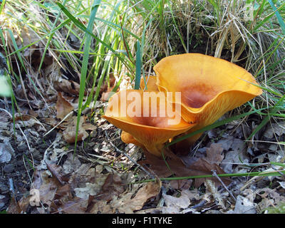 Omphalotus olearius, commonly known as the jack-o'-lantern mushroom, is a poisonous orange gilled mushroom. Bioluminescent. Stock Photo