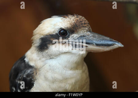 Laughing kookaburra (Dacelo novaeguineae) at Plzen Zoo in West Bohemia, Czech Republic. Stock Photo