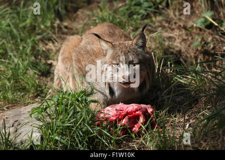 Canadian lynx (Lynx canadensis canadensis) eating meat at Plzen Zoo in West Bohemia, Czech Republic. Stock Photo