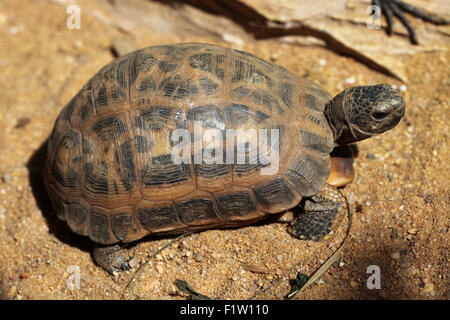 Common spider tortoise (Pyxis arachnoides arachnoides) at Plzen Zoo in West Bohemia, Czech Republic. Stock Photo