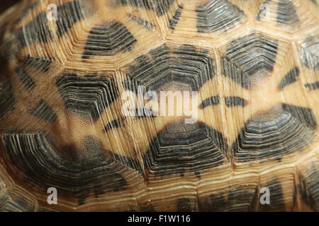 Common spider tortoise (Pyxis arachnoides arachnoides) shell texture. Wild life animal. Stock Photo