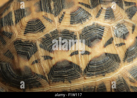 Common spider tortoise (Pyxis arachnoides arachnoides) shell texture. Wild life animal. Stock Photo