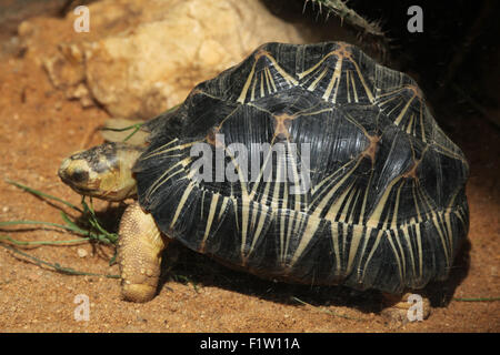 Radiated tortoise (Astrochelys radiata) at Plzen Zoo in West Bohemia, Czech Republic. Stock Photo