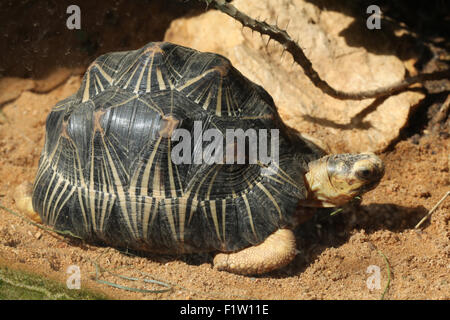 Radiated tortoise (Astrochelys radiata) at Plzen Zoo in West Bohemia, Czech Republic. Stock Photo