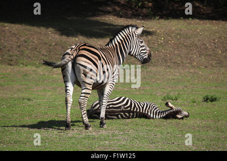 Chapman's zebra (Equus quagga chapmani) at Plzen Zoo in West Bohemia, Czech Republic. Stock Photo