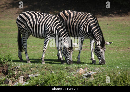 Chapman's zebra (Equus quagga chapmani) at Plzen Zoo in West Bohemia, Czech Republic. Stock Photo