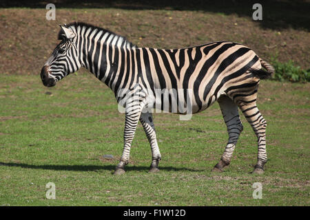 Chapman's zebra (Equus quagga chapmani) at Plzen Zoo in West Bohemia, Czech Republic. Stock Photo