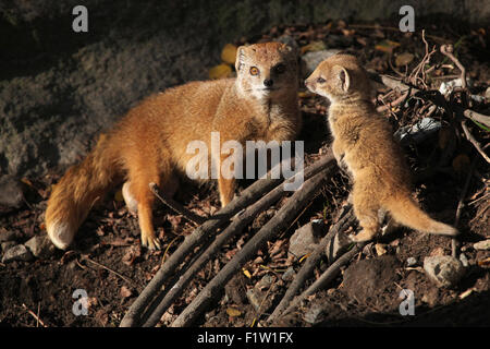 Yellow mongoose (Cynictis penicillata) with a baby at Plzen Zoo in West Bohemia, Czech Republic. Stock Photo