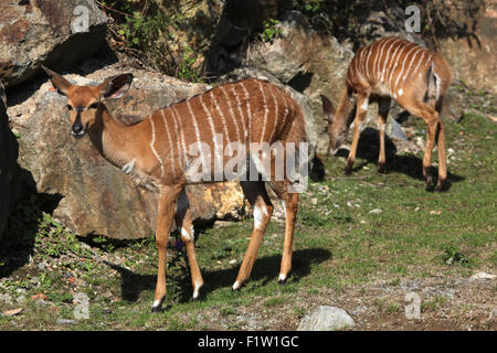 Lowland nyala (Tragelaphus angasii) at Plzen Zoo in West Bohemia, Czech Republic. Stock Photo