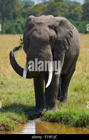 African elephant spraying mud and water on him for protection from the sun and insects