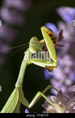 Praying mantis eating bee Stock Photo