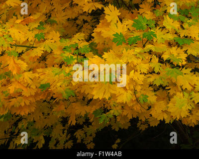 Colorful fall foliage of the Bigleaf Maple (Acer macrophyllum) a large deciduous tree native to Western North America from Orego Stock Photo