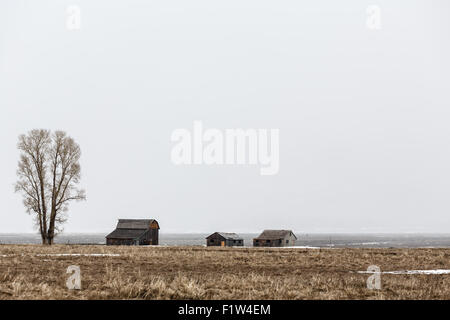 Farmhouse and lone tree in winter whiteout storm Stock Photo