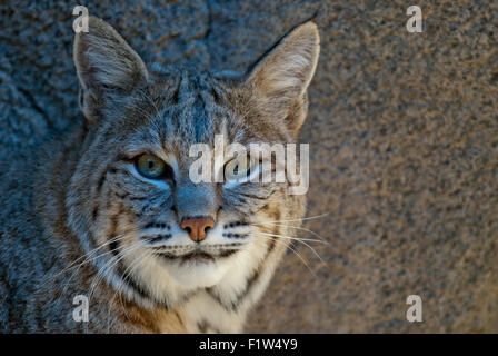 Captive bobcat in the Living Desert Zoo and Gardens CA Stock Photo