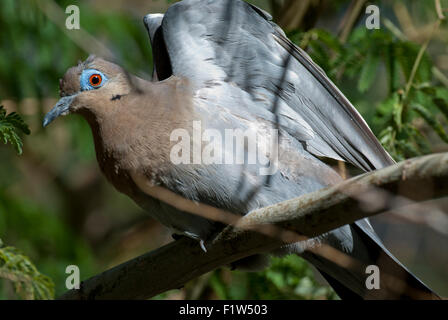 Captive white-winged dove at the Living Desert Zoo and Gardens California Stock Photo