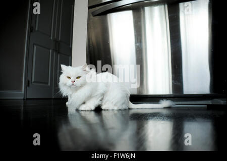 Persian chinchilla pedigree cat with a summer haircut Stock Photo