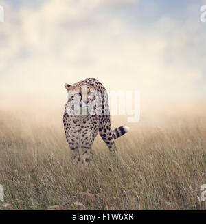 Cheetah Walking in The Grassland Stock Photo