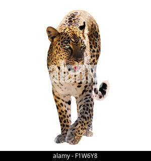 Digital Painting Of Leopard Isolated on White Background Stock Photo