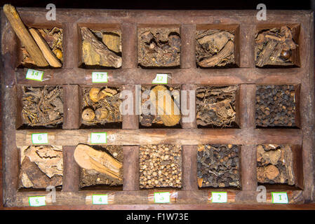 traditional herbs and spices in wooden box at health centre in negombo sri lanka Stock Photo