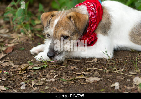 Sad dog is a cute puppy lying down outdoors with a sad look in its eyes. Stock Photo