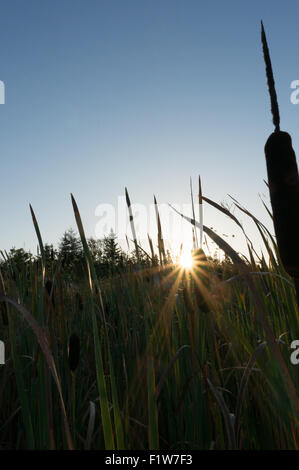 Sunrise through a field with cattails in the foreground. Stock Photo