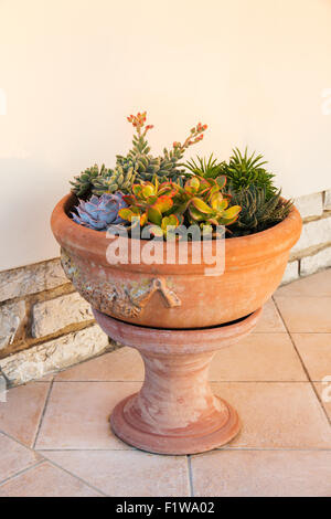 succulents arrangement  in a typical big tuscan terracotta pot Stock Photo