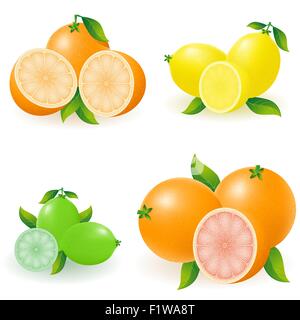 set of citrus orange lemon lime grapefruit vector illustration isolated on white background Stock Vector
