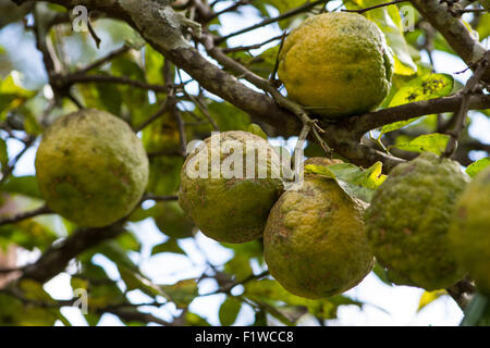 Lemons growing on a tree in Mpumalanga Stock Photo