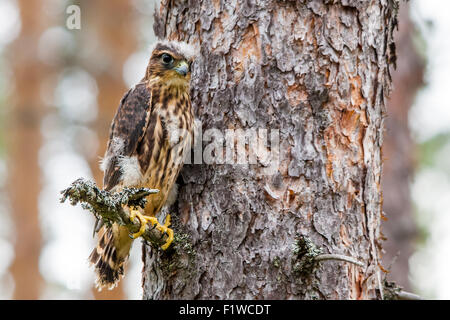 A juvenile merlin (Falco columbarius) Stock Photo