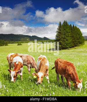 Grazing calves on green hill Stock Photo