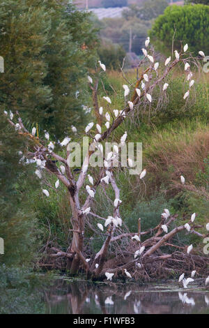 Cattle Egrets, Flock at roost site, Campania, Italy Stock Photo