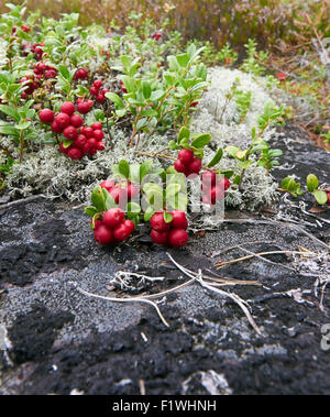 Vaccinium vitis idaea Stock Photo