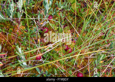 Vaccinium oxycoccos, small cranberry, berries Stock Photo