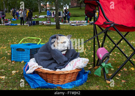 chihuahua dog on ground, Finland Stock Photo