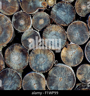 Pile of wood logs ready for winter close-up texture Stock Photo