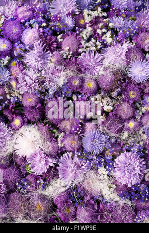 Magenta asters of the different sizes and form. A flower background Stock Photo