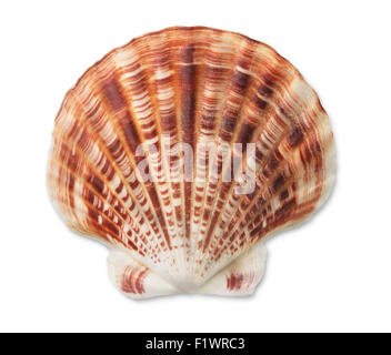 Scallop sea shell isolated on white Stock Photo