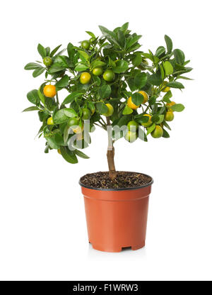 tangerine tree in the pot on the white background. Stock Photo