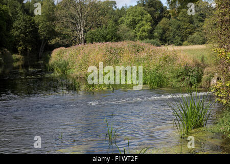 Himalayan balsam plants Impatiens glandulifera invading banks of River Avon Stoneleigh Abbey UK Stock Photo