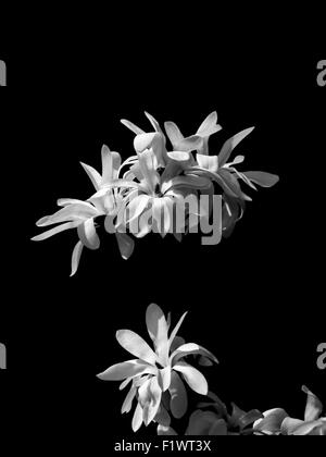 black and white photo of flowers. Stock Photo