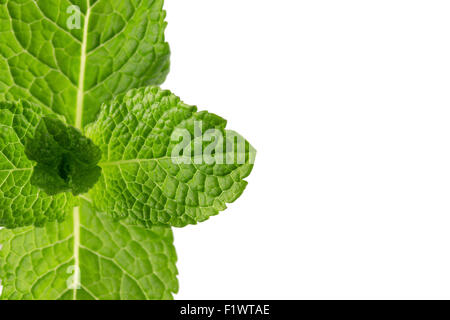 mint leaves isolated on the white background. Stock Photo