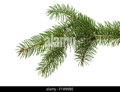 Christmas tree branch isolated on the white background. Stock Photo