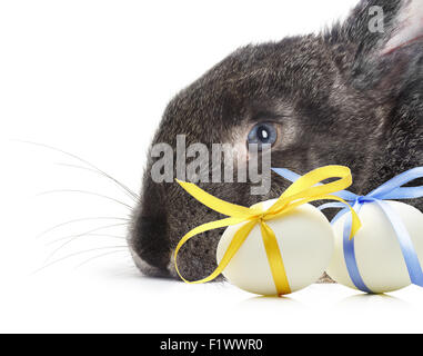 Easter rabbit with eggs with festive blue and yellow bow isolated on white background. Stock Photo
