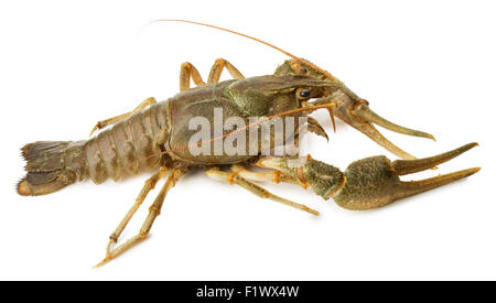 river lobster isolated on the white background. Stock Photo