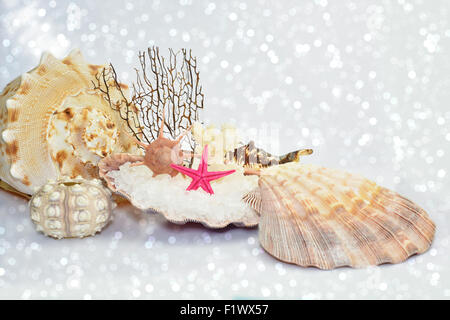 Seashells on white sparkling sandy beach Stock Photo