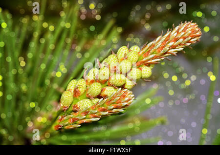 Himalayan pine tree close up detail with bokeh Stock Photo