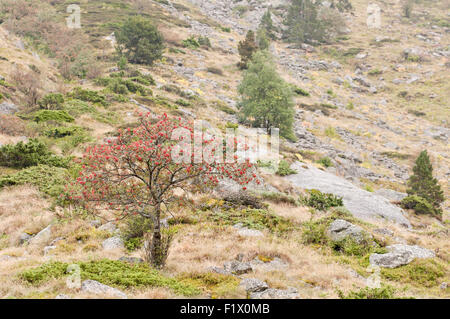 Mountain-ash, Sorbus aucuparia, showing autummal fruits near Laparan lake. French Pyrenees. Ariege. France. Stock Photo