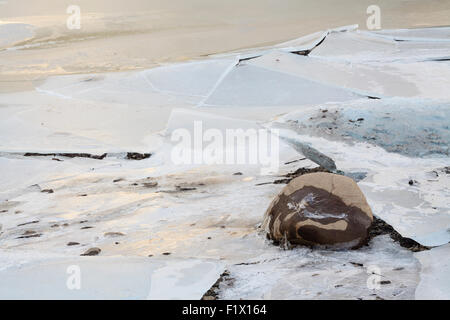 Stone frozen in ice. Vatnajokull National Park. Iceland. Stock Photo